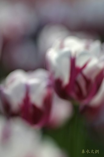 春の花