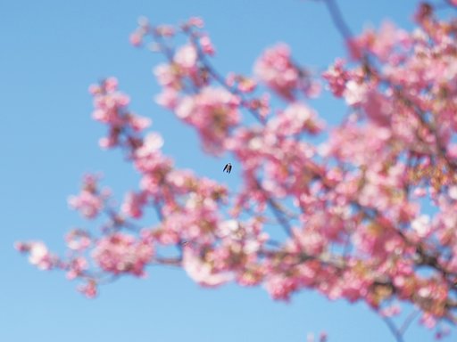 飛燕