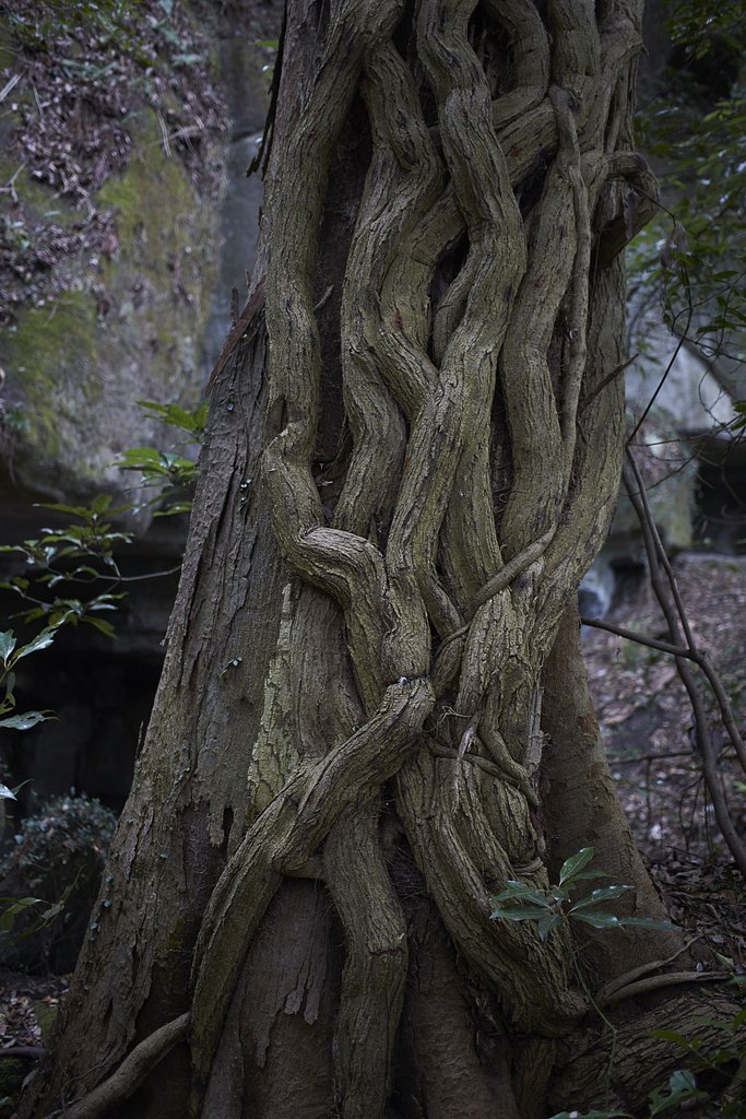 屋島