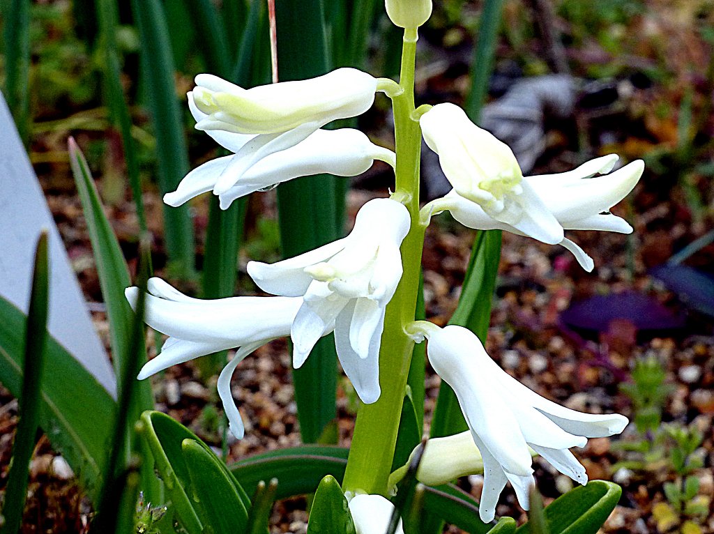 コンデジで3月の庭の花を撮りました。３