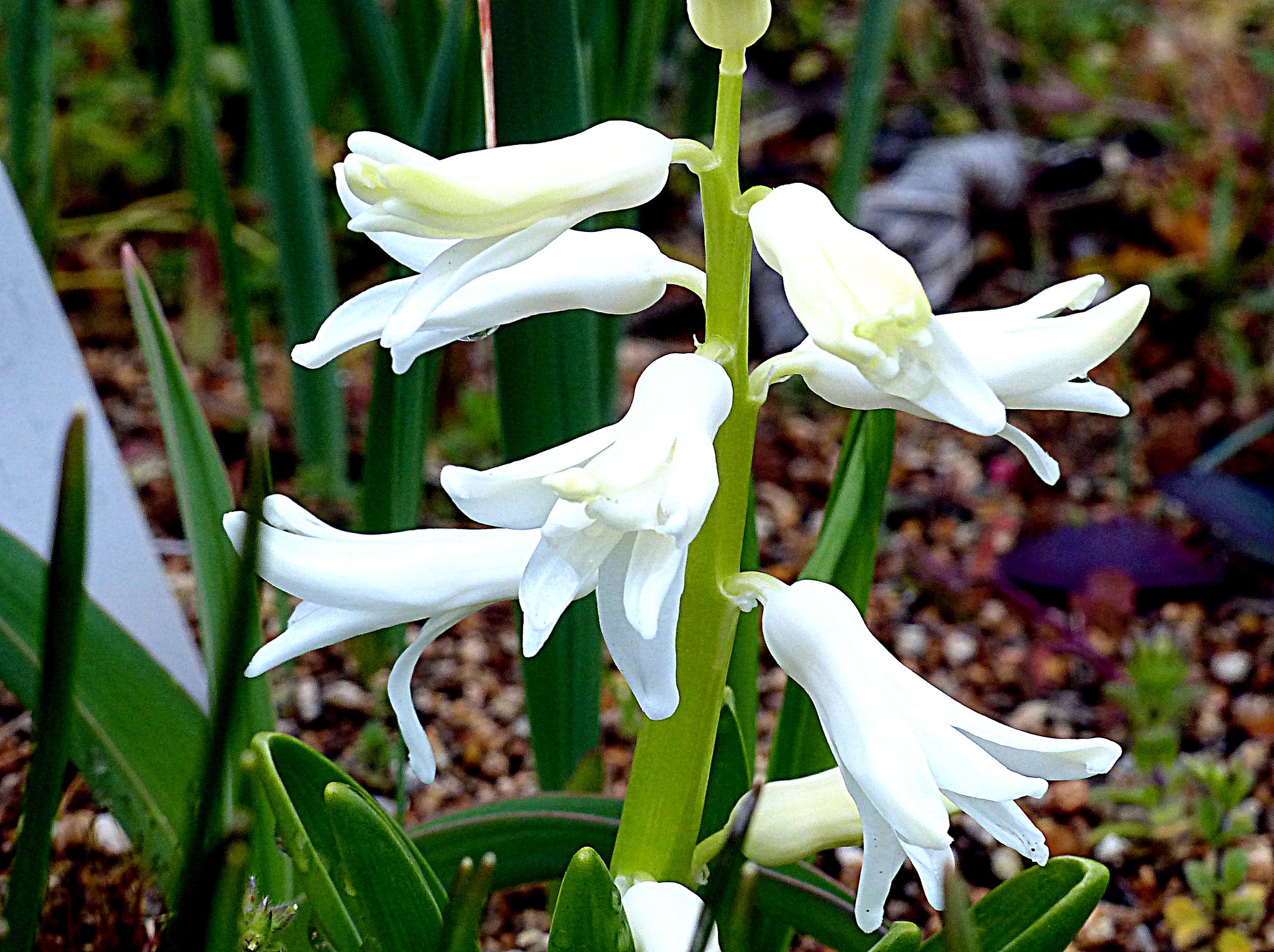 コンデジで3月の庭の花を撮りました。３