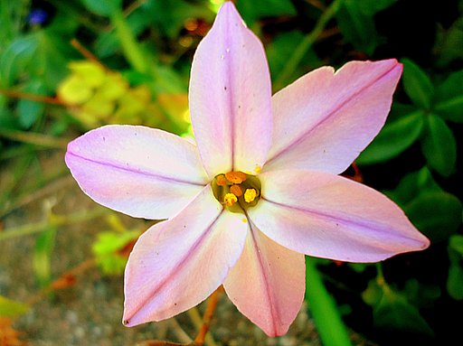 古いコンデジで庭の花を撮りました。　３