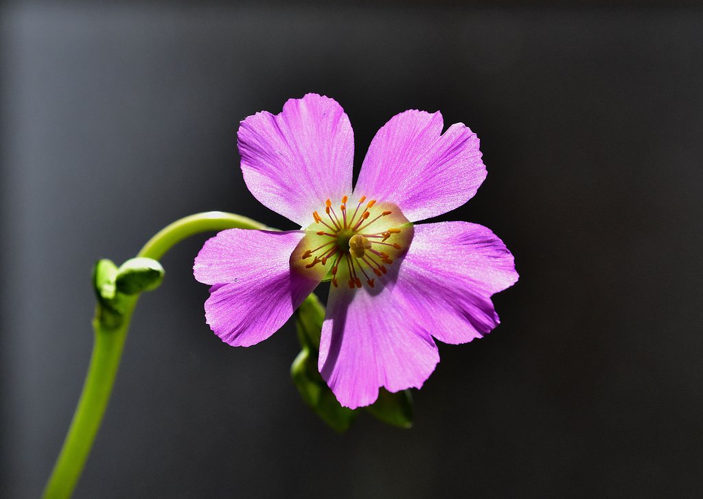 室内花