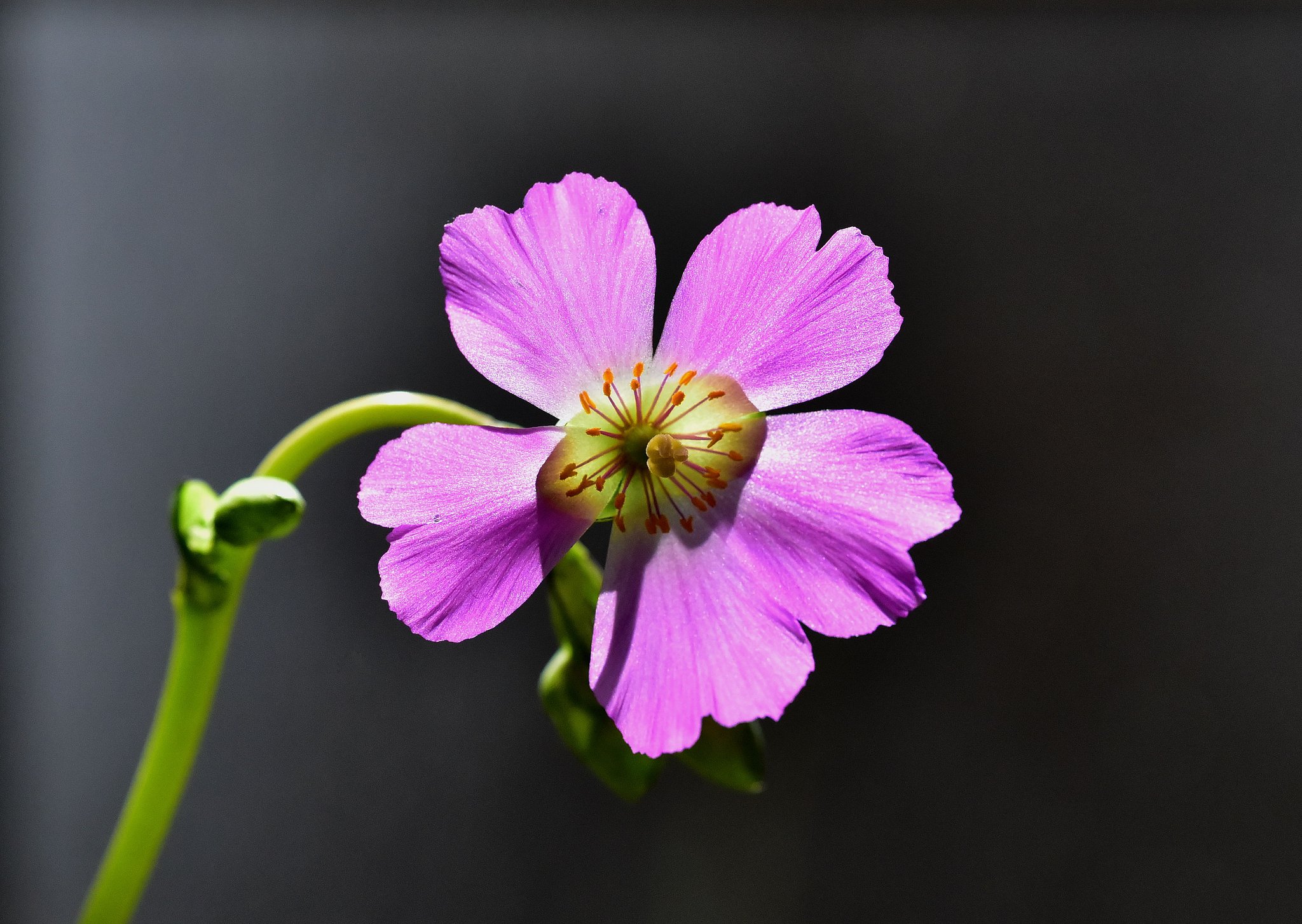 室内花