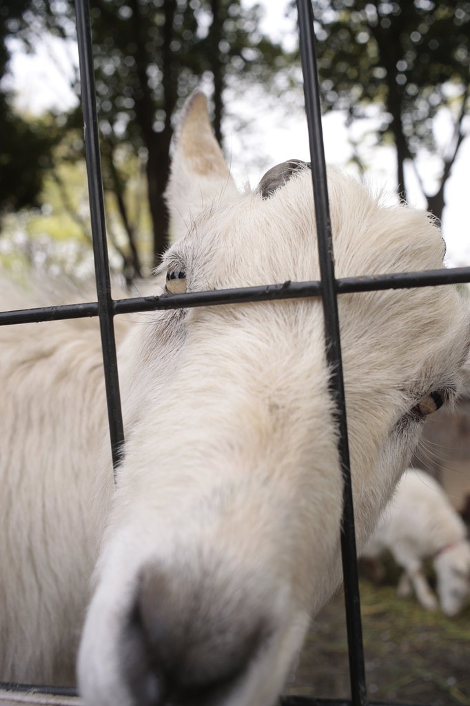 ひつーじ