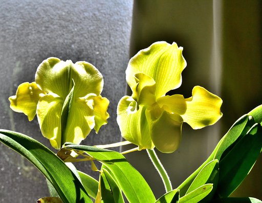 Paphiopedilum 699