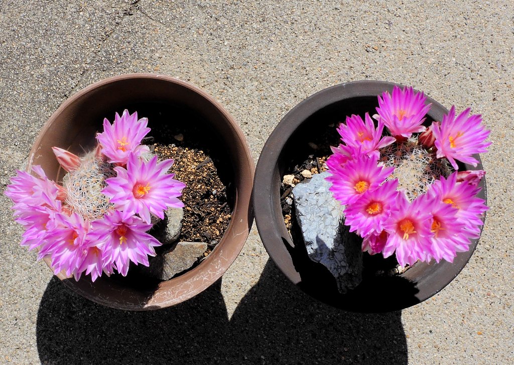 サボテンの花