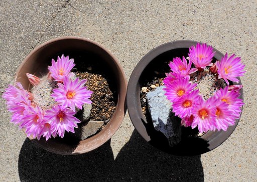 サボテンの花