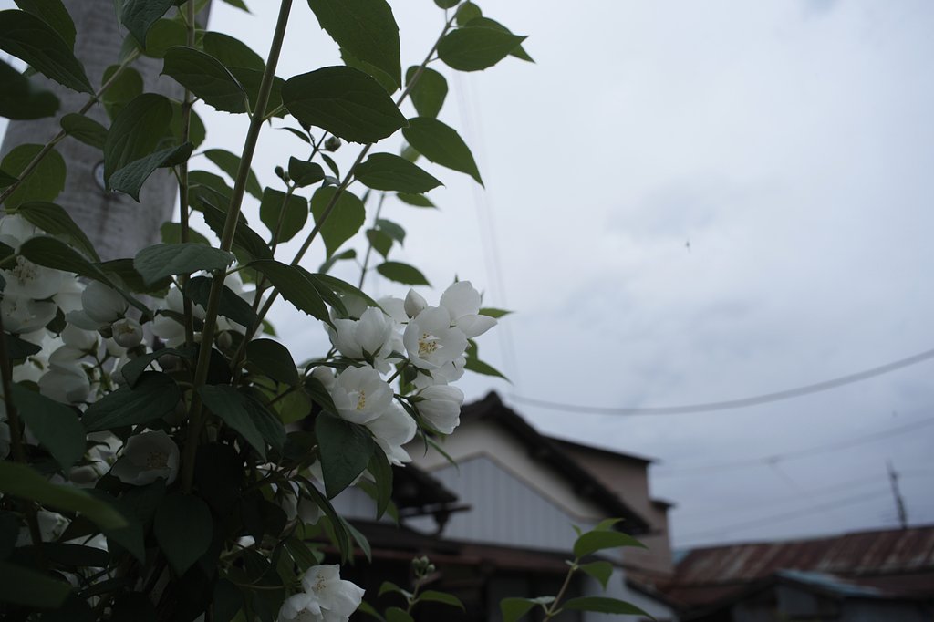 トタン屋根と花