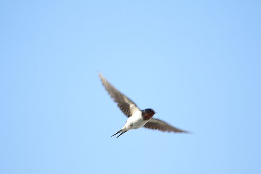 我、今日も大空にあり