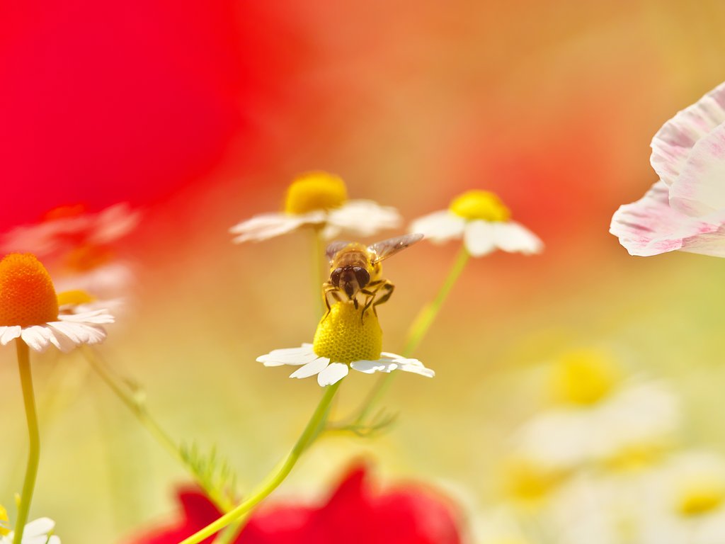 bees