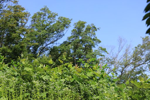 【初夏】緑が濃くなってきた
