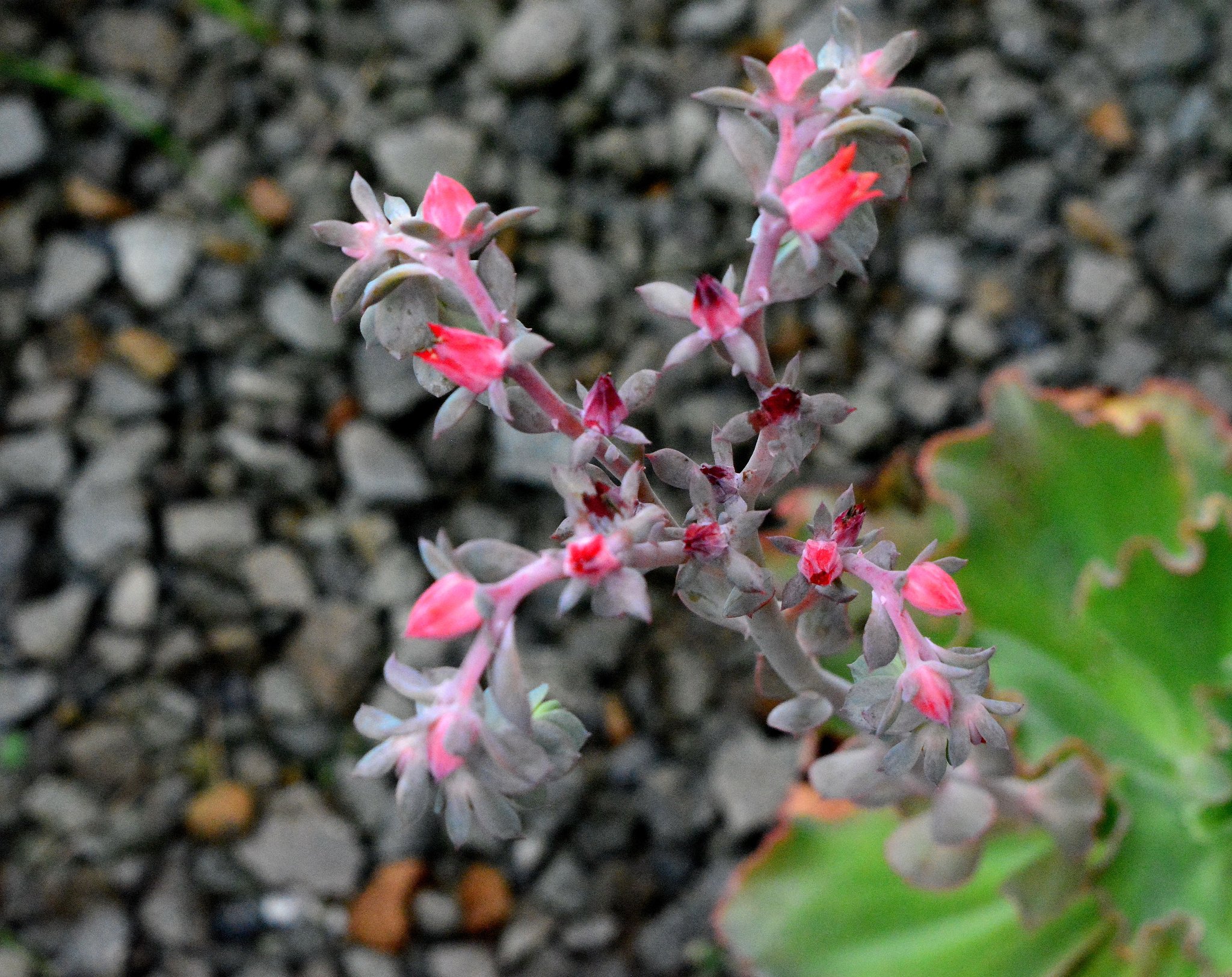 エケベリアの花