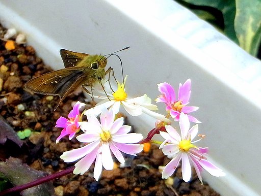 花と蝶