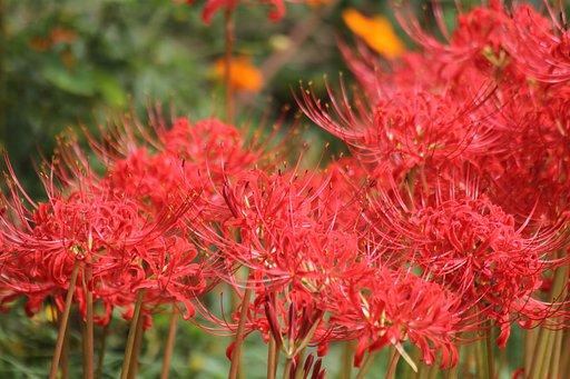 【秋】散歩で見る花