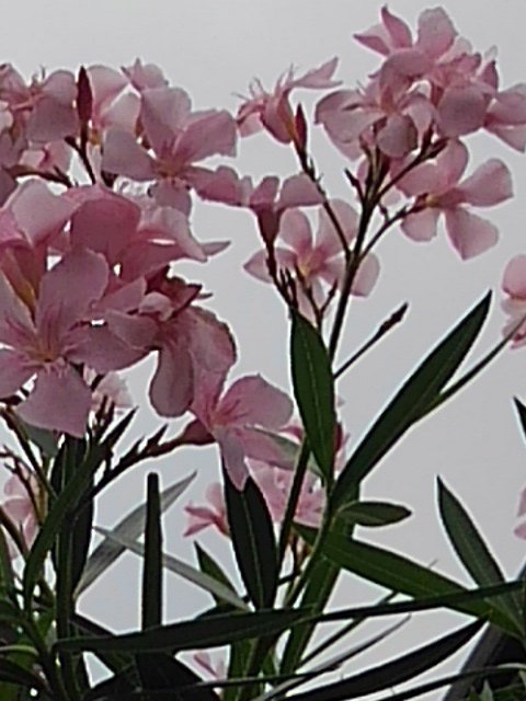 庭で咲くピンクの花の群れ