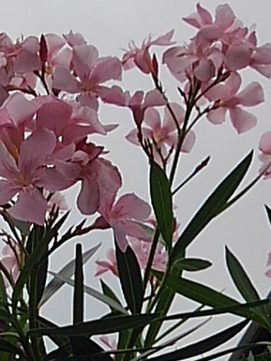 庭で咲くピンクの花の群れ