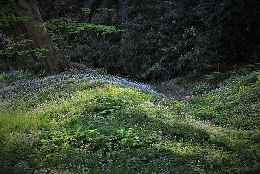 ニリンソウの森