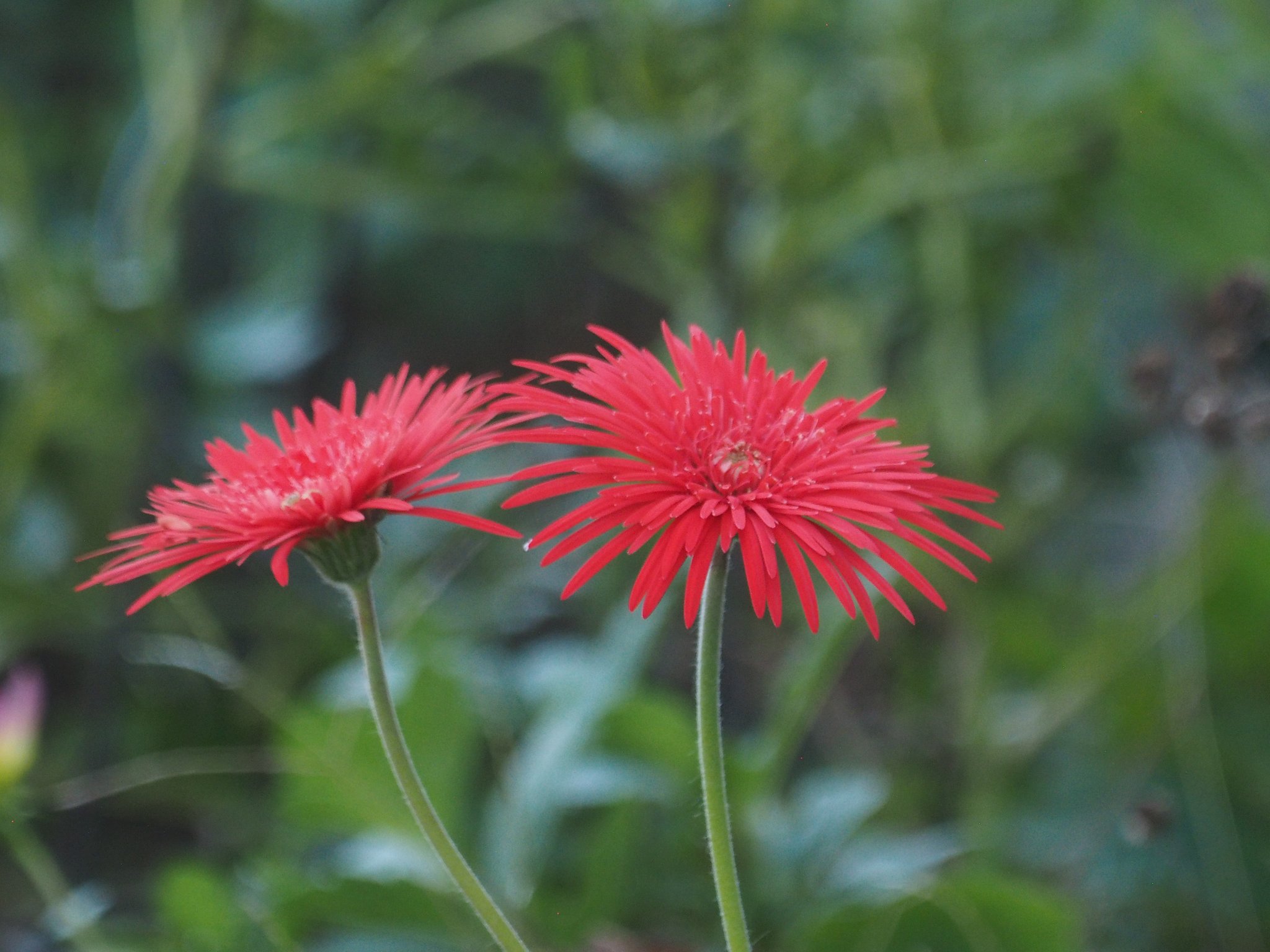 Olympus  ZD ED5-200F2.8-3.5+CE2.0(Tele2X)