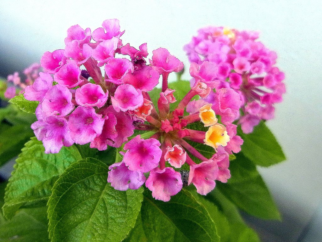 ランタナ　B