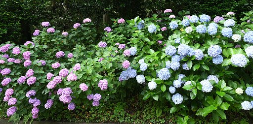 紫陽花