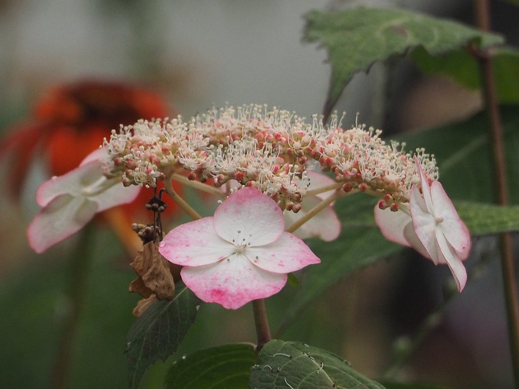 Olympus M ZD 75-300mmF4.5-6.7