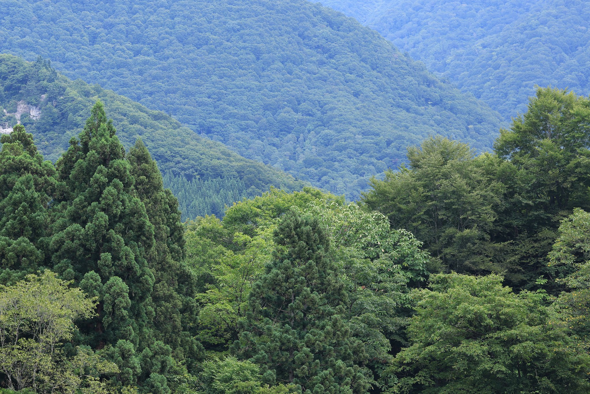 夏の森