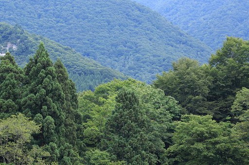 夏の森