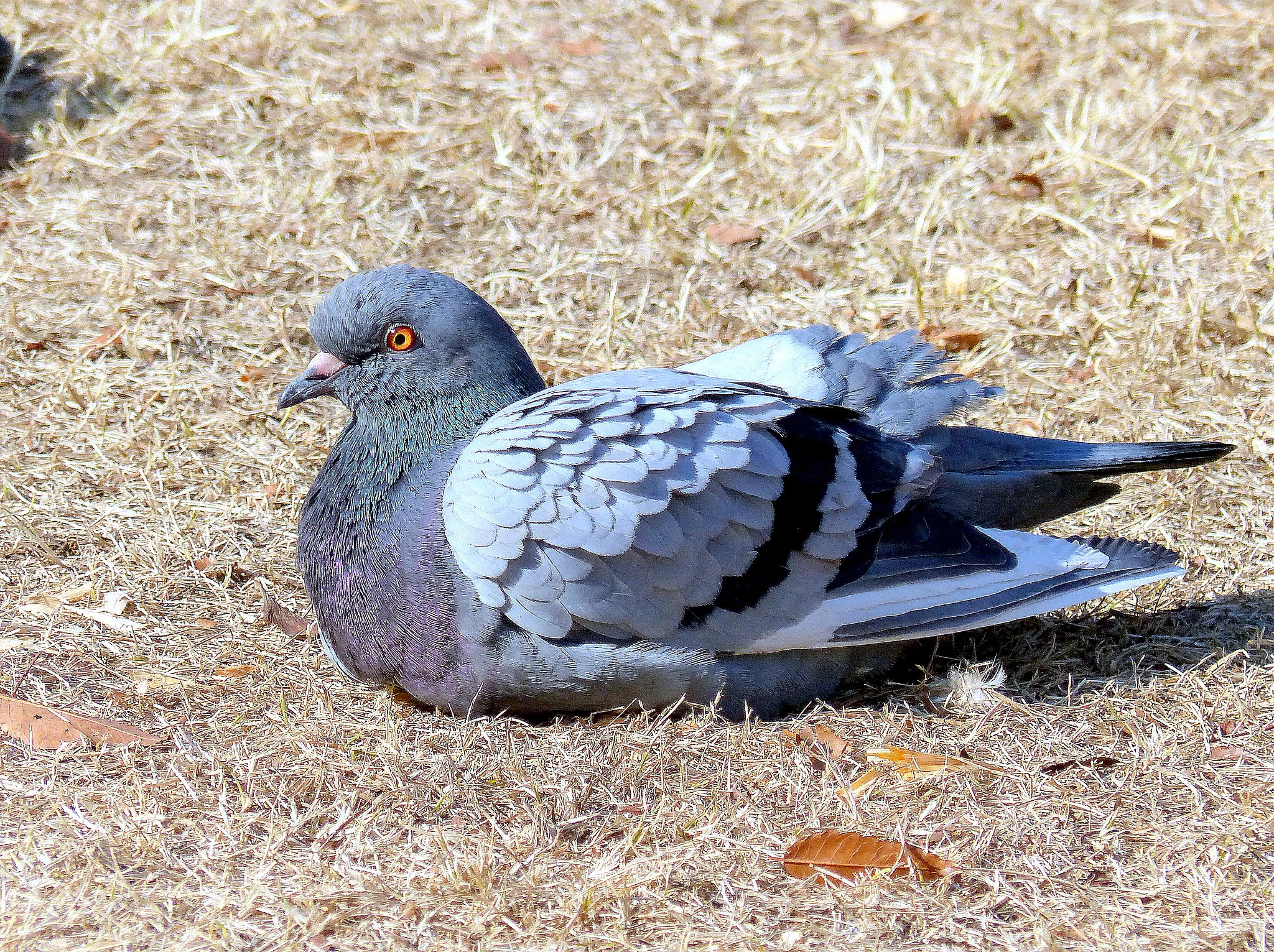 土鳩