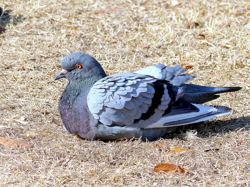 土鳩