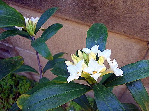 【春到来】こちらも匂います。