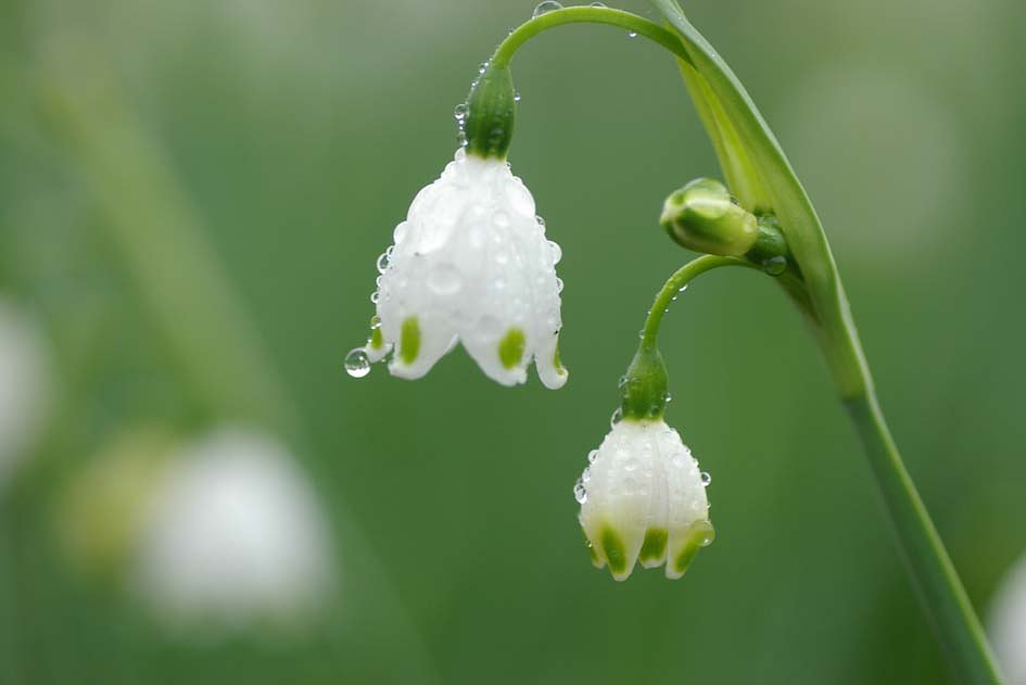 雨粒