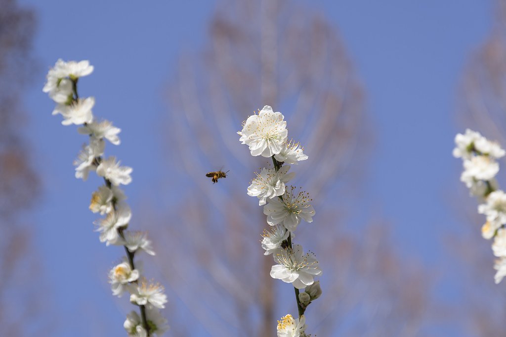 花粉袋をぶら下げて