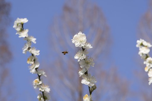 花粉袋をぶら下げて
