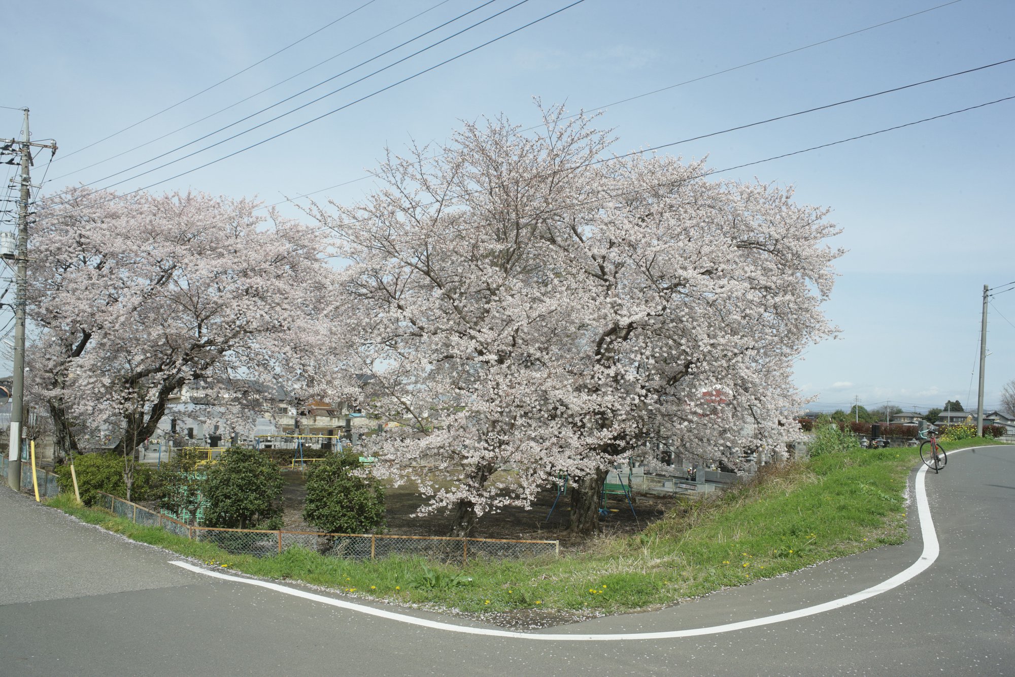 さくらひらひら