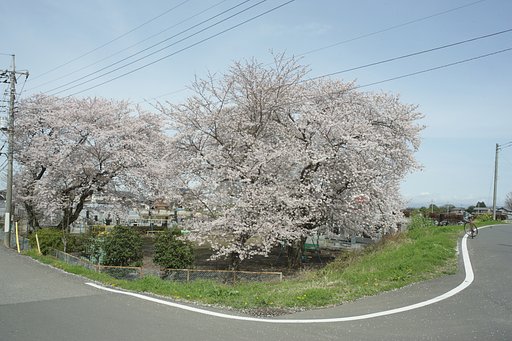 さくらひらひら