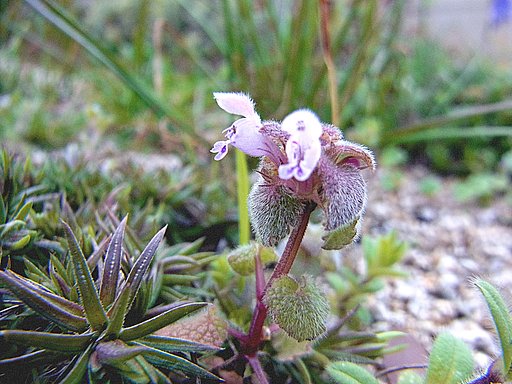 【春到来】土から　野草が・・