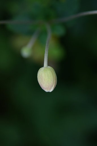朦朧と
