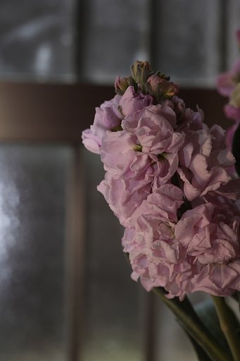 もにょもにょもにょっとした、花