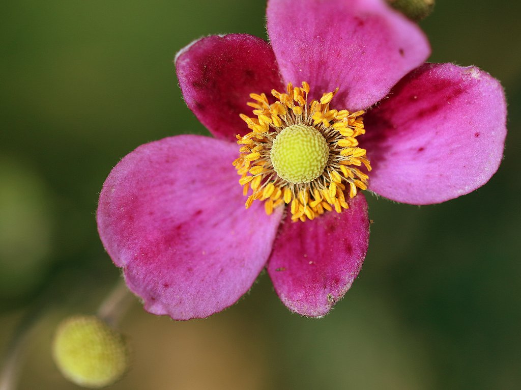 Tamron 90mmF2.8 macro　F004