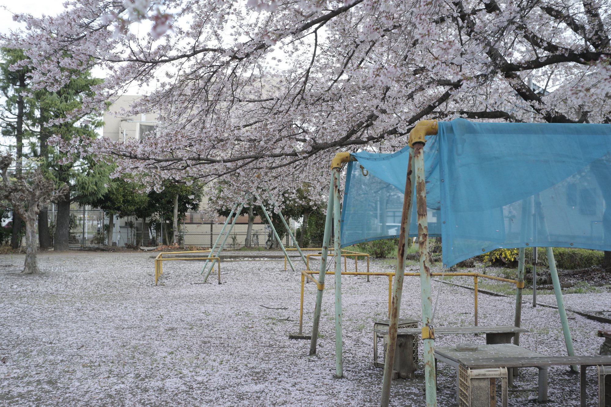 いつもの公園