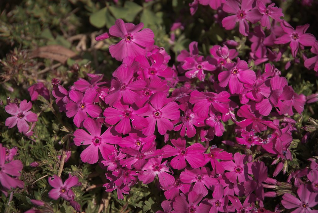 今年の芝桜