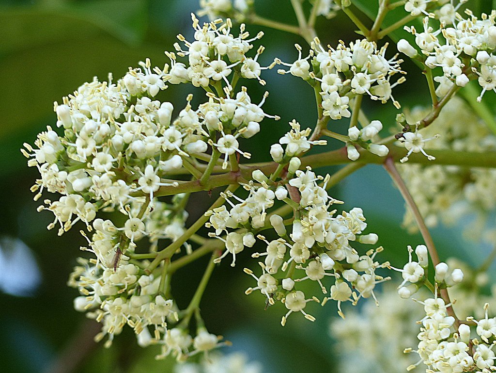 サンゴジュの花