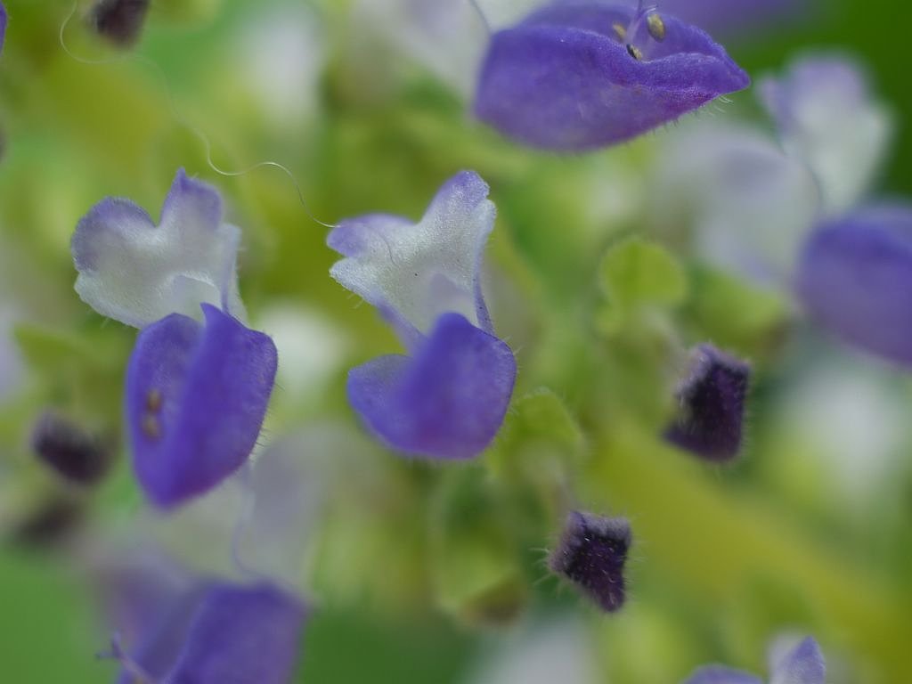 カラフルな葉っぱのシソの花