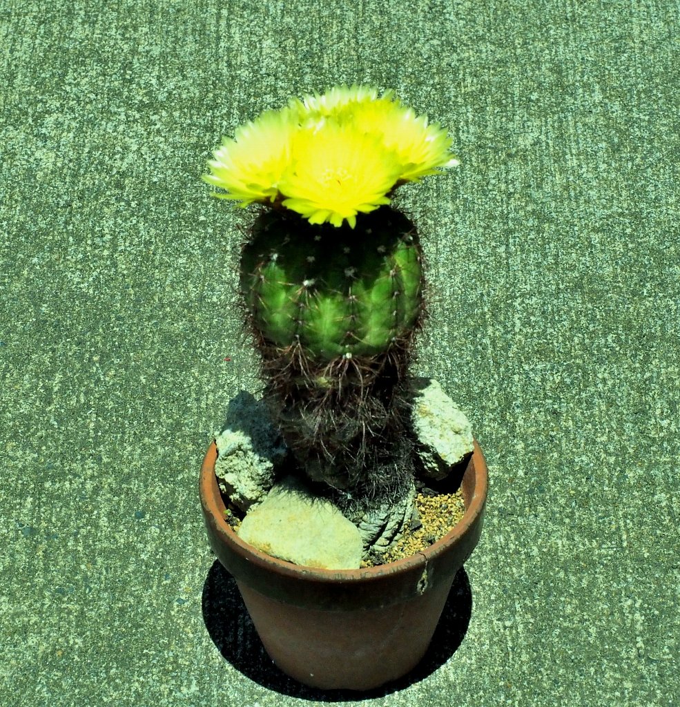 サボテンの花