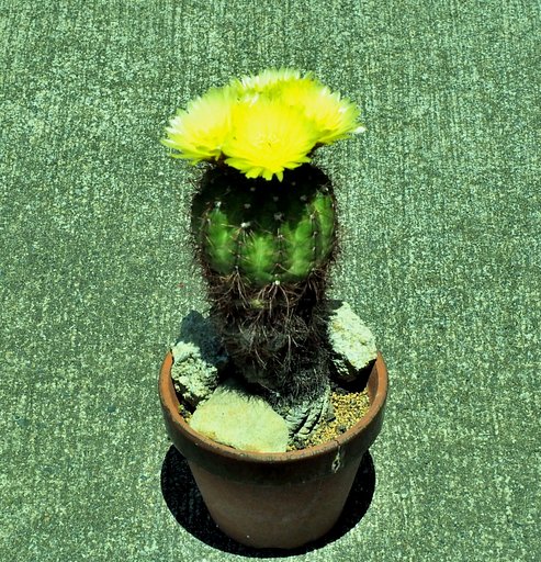 サボテンの花
