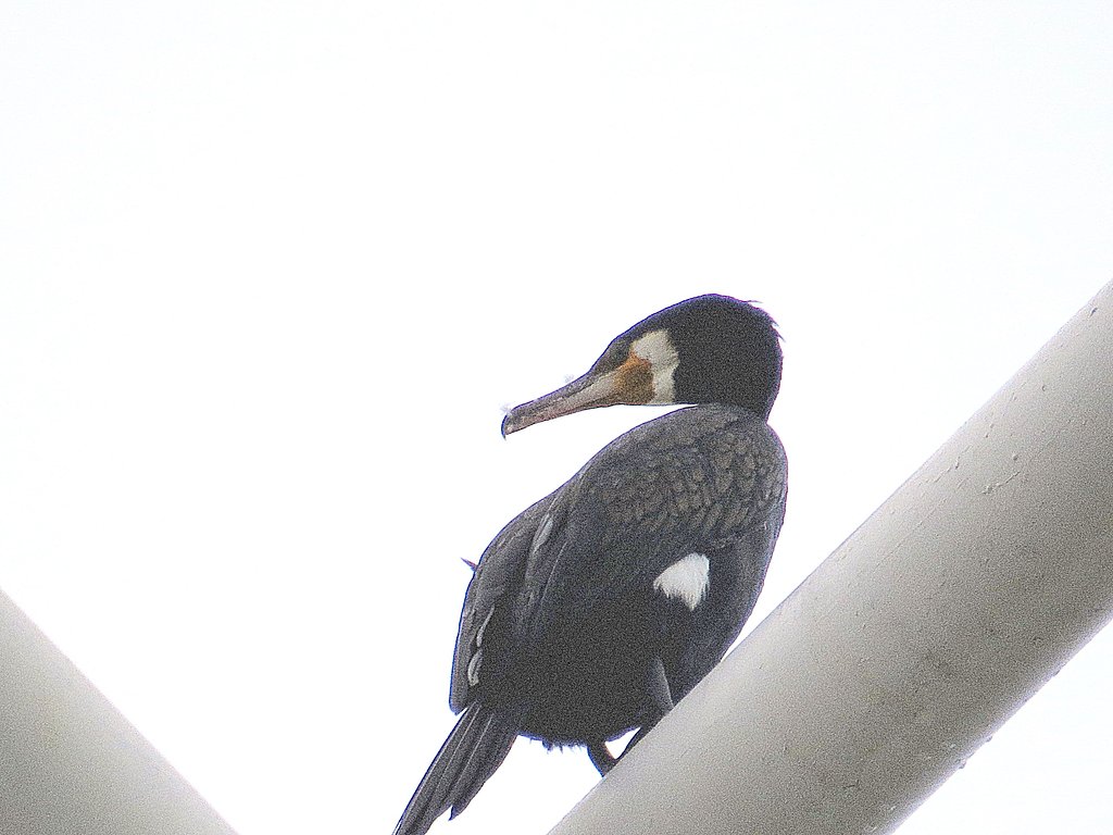 カワウ