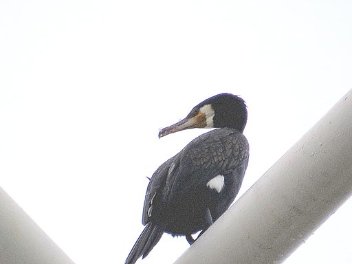 カワウ