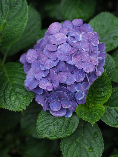 紫陽花日和