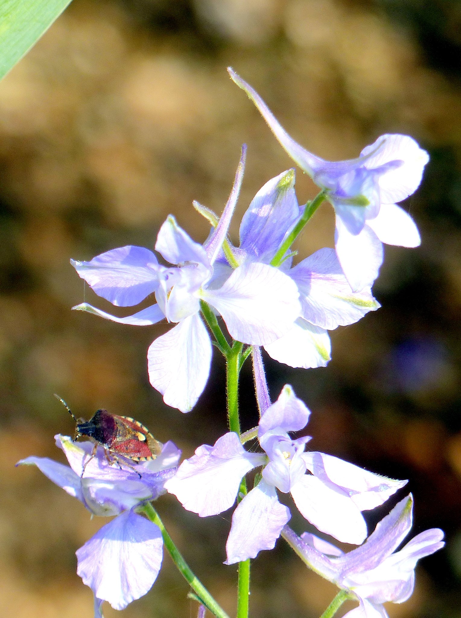 花も虫も名前は？